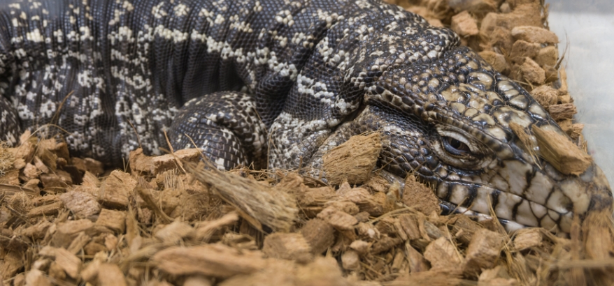 Alas Kandang Gecko yang Bagus untuk Menjaga Kelembaban Ideal
