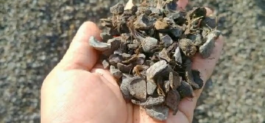 Energi Biomassa dari Cangkang Sawit, Ramah Lingkungan dan Efisien