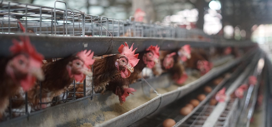 Inovasi Terbaru Dunia Pakan, Konsentrat Ayam dengan Formula Nutrisi Cerdas