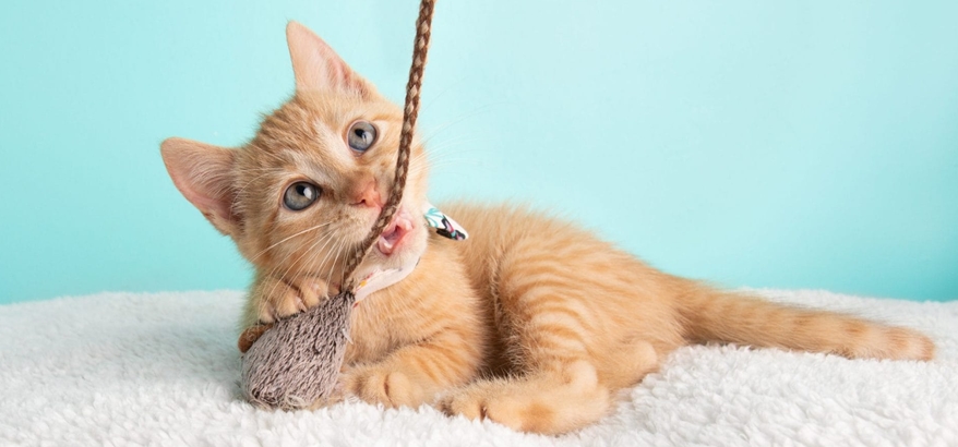 Bukan Sekedar Mainan, Ini Alasan Cat Scratcher Jadi Aksesoris Favorit Kucing