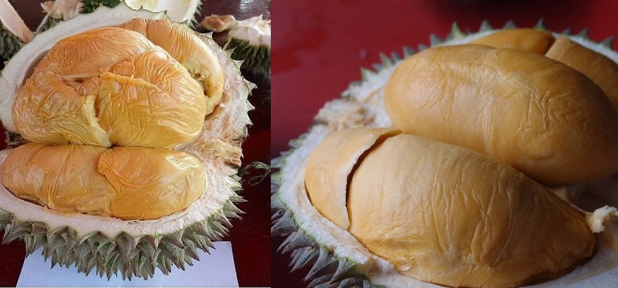 Ini Dia Beberapa Keunggulan Durian Ochee si Duri Hitam Khas dari Malaysia
